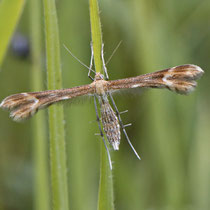 Hauhechel-Federmotte Marasmarcha lunaedactyla