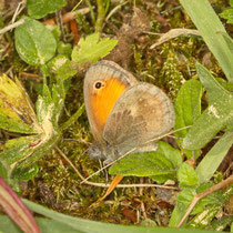 Kleines Wiesenvögelche Coenonympha pamphilus