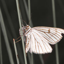 Hartheuspanner Siona lineata