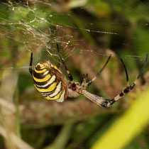 Wespenspinne Argiope bruennichi