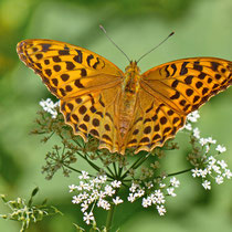 Kaisermantel Argynnis paphia