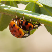 Asiatischer Marienkäfer (Harmonia axyridis)