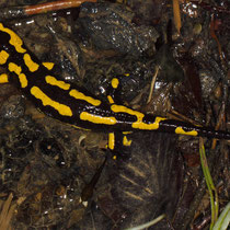 Feuersalamander Salamandra salamandra