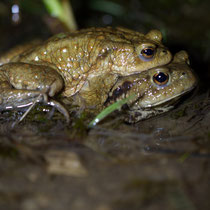 Erdkröte Bufo bufo