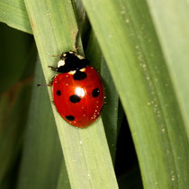 Siebenpunkt-Marienkäfer Coccinella septempunctata