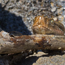 Juraviper Vipera aspis