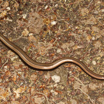 Blindschleiche Anguis fragilis
