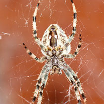 Gartenkreuzspinne Araneus diadematus