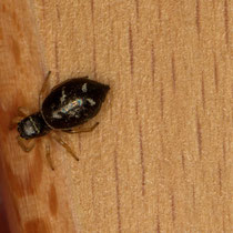 Hillophanus ssp