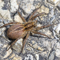 Wolfsspinne Lycosidae sp