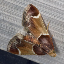 Mehlzünsler_Pyralis farinalis