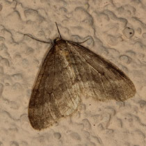 Herbstspanner Epirrita spec