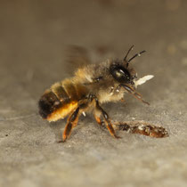 Rote Mauerbiene Osmia bicornis