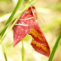 Kleiner Weinschwärmer Deilephila porcellus