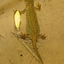 Bergmolch (Ichthyosaura alpestris)