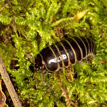 Gerandeter Saftkugler Glomeris marginata