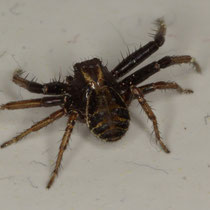 Braune Krabbenspinne Xysticus cristatus
