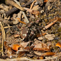 Berg-Sandlaufkäfer Cicibdela silvicola