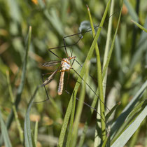 Frühlingsschnacke Tipula vernalis