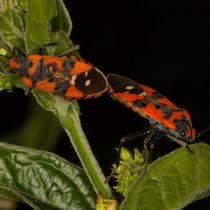 Ritterwanze Lygaeus equestris