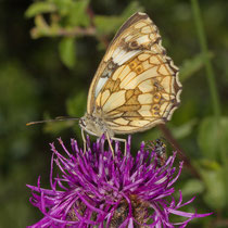 Schachbrettfalter_Melanargia galathea
