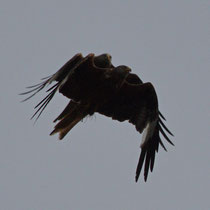 Rotmilan Milvus milvus