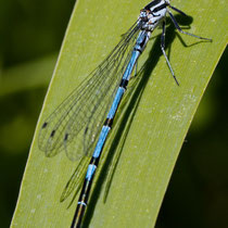 Hufeisen Azurjungfer Coenagrion puella