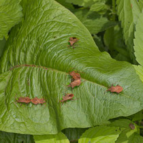 Lederwanze Coreus marginatus