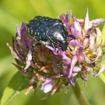 Traerrosenkäfer Oxythyrea funesta