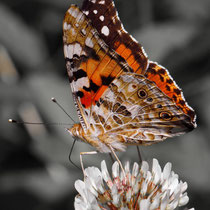 Distelfalter Vanessa cardui