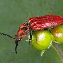 Purpurroter Schnellkäfer Anostirus purpureus