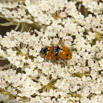Variabler Flach-Marienkäfer (Hippodamia variegata)