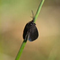 Kleiner Wollsackträger Epichnopterix plumella