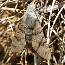 Taubenschwänzchen_ Macroglossum stellatarum