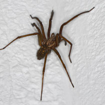 Grosse Winkelspinne Eratigena atrica