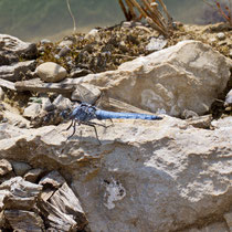 Südlicher Blaupfeil (Orthetrum brunneum)
