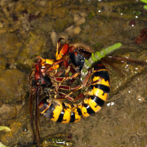 Hornisse Vespa Crabro