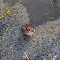  Grasfrosch Rana temporaria 