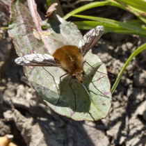 Grosser Wollschweber Bombylius major