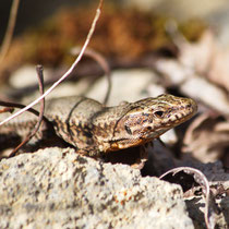 Mauereidechse  Podarcis murialis