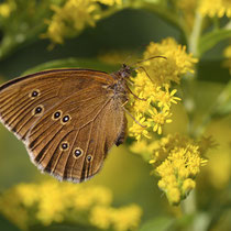 Schornsteinfeger_Aphantopus hyperantus