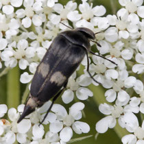 Gebändeter Stachelkäfer Variimorda villosa