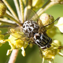 Gefleckte Hausfliege Graphomya maculata