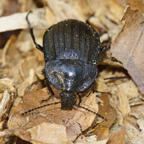 Schwarzer Schneckenjäger Phosphuga atrata