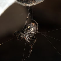 Scotophaeus sp