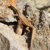 Mauereidechse  Podarcis murialis