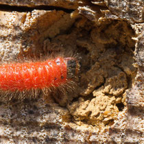 Larven Trichodes sp