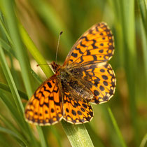 Magerrasen-Perlmutterfalter Boloria dia