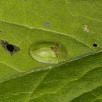 Distelschildkäfer Casida rubignosa