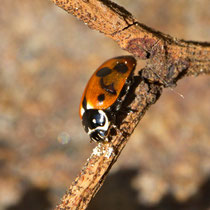 Variabler Flach-marienkäfer Hippodomia variegata